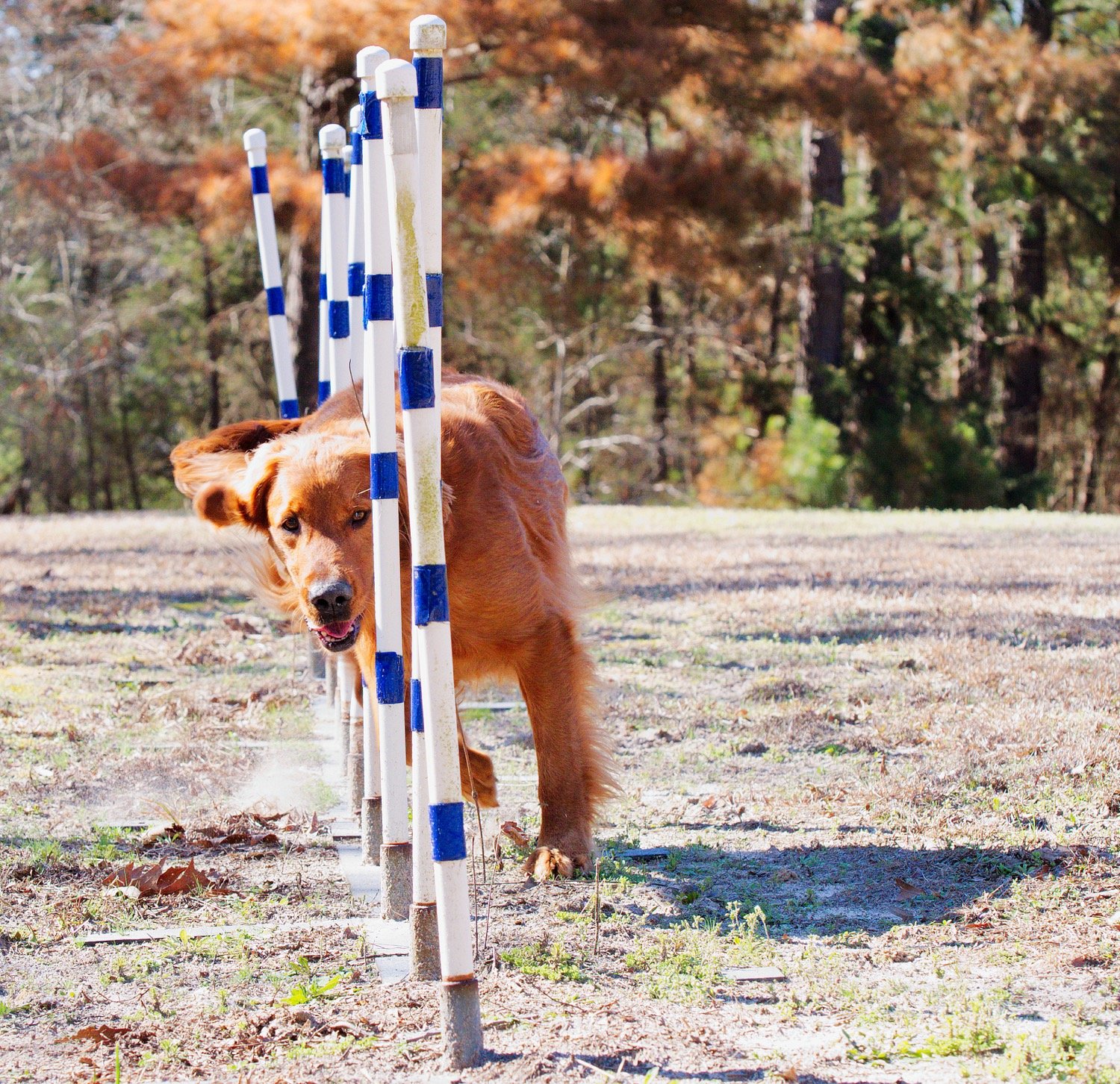 Trap weaves through some poles for exercise and fun – not part of his competition training. [take paws to enjoy full photos, score prints]